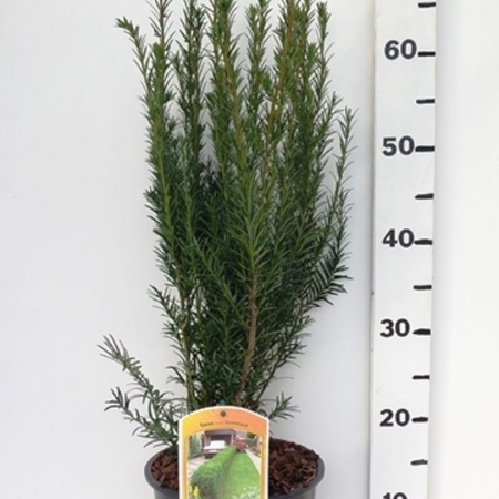 Taxus media 'Groenland' ES19  C3