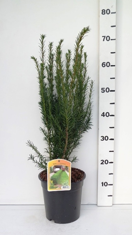 Taxus media 'Groenland' ES19  C3
