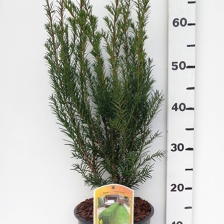 Taxus media 'Groenland' ES19  C3