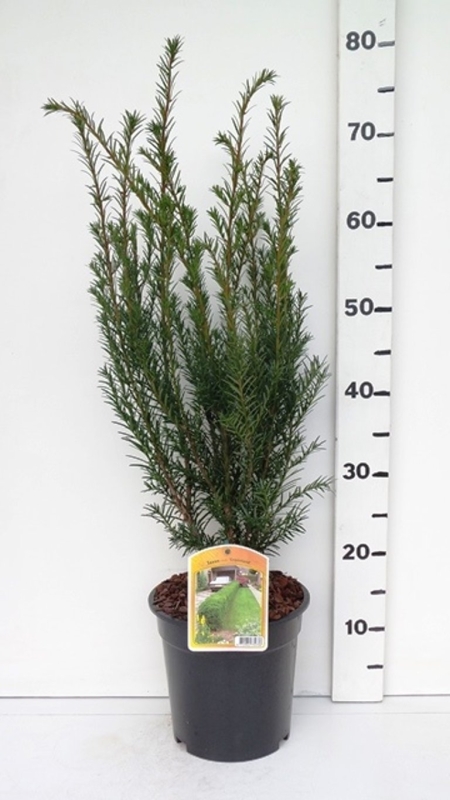 Taxus media 'Groenland' ES19  C3