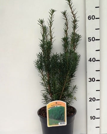 Taxus media 'Hicksii' ES19  C3