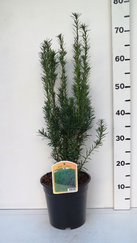 Taxus media 'Hicksii' ES19  C3