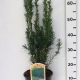 Taxus media 'Hicksii' ES19  C3