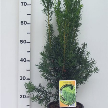 Taxus media 'Hicksii' ES19  C3