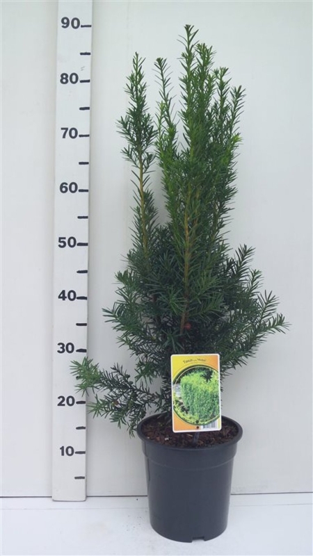 Taxus media 'Hicksii' ES19  C3