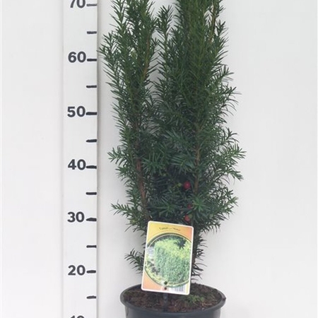 Taxus media 'Hicksii' ES19  C3