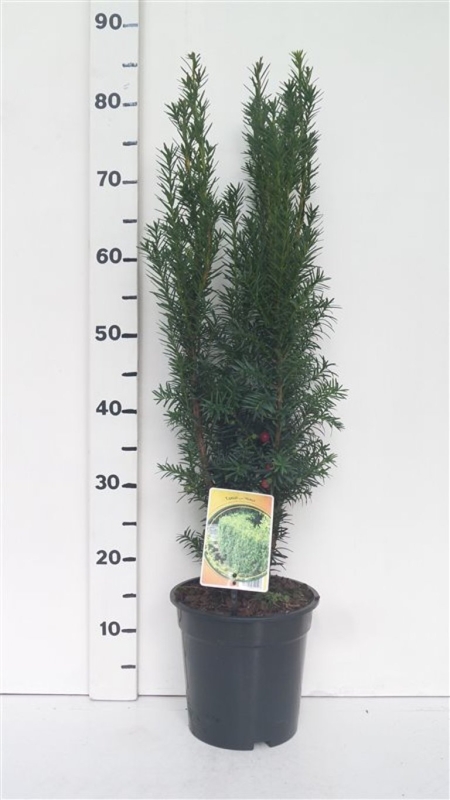 Taxus media 'Hicksii' ES19  C3