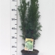 Taxus media 'Hicksii' ES19  C3