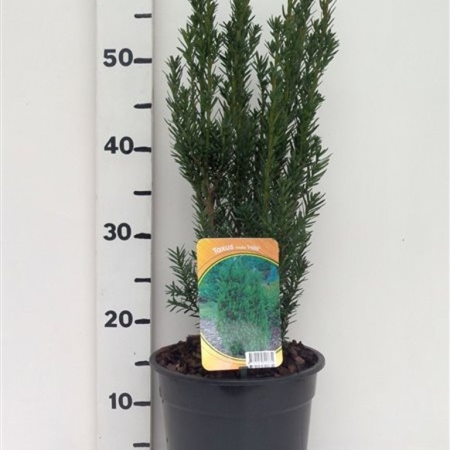 Taxus media 'Hillii' ES19  C3