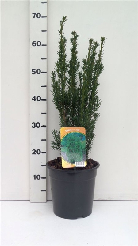 Taxus media 'Hillii' ES19  C3
