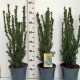 Taxus media 'Hillii' ES19  C3