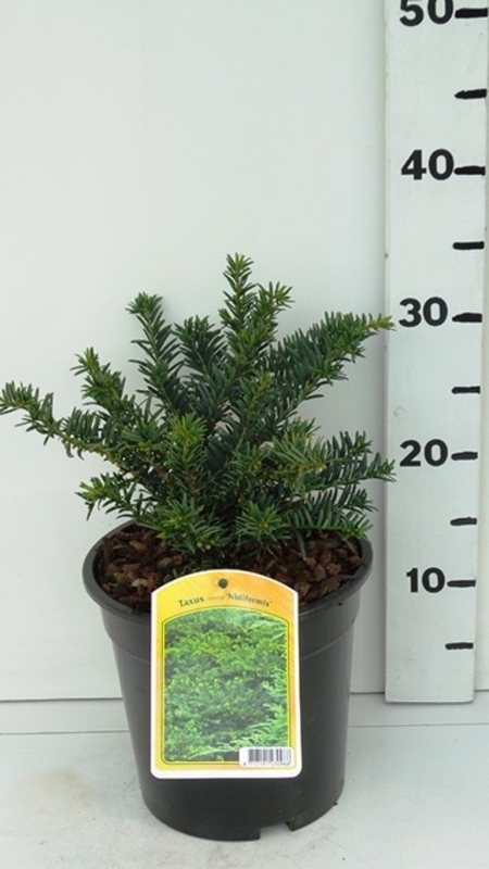 Taxus media 'Nidiformis' ES19  C3