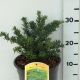 Taxus media 'Nidiformis' ES19  C3