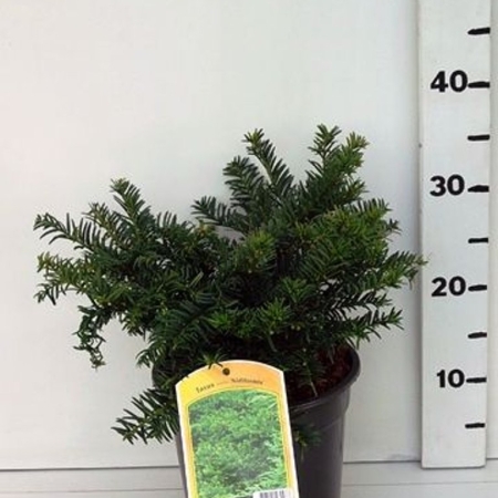 Taxus media 'Nidiformis' ES19  C3