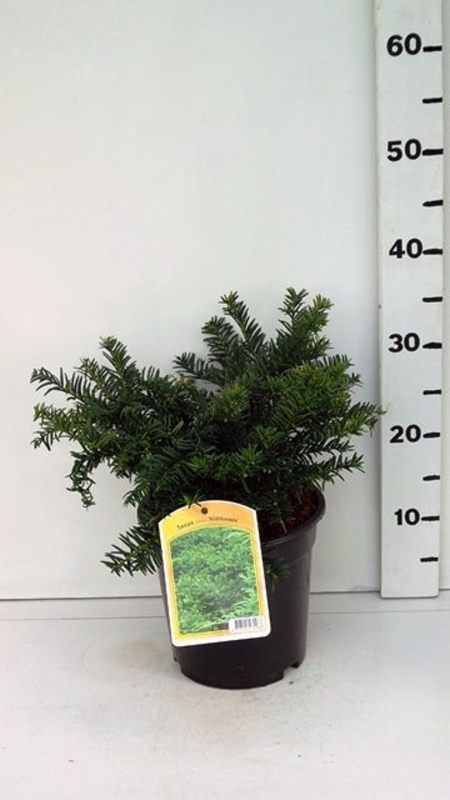 Taxus media 'Nidiformis' ES19  C3