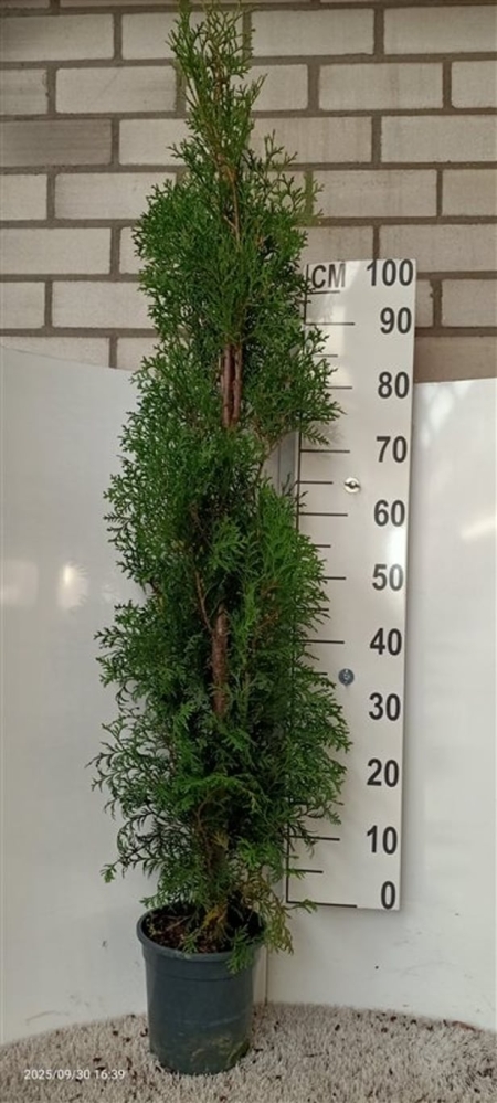 Thuja occ 'Thin Man' ES19 C3
