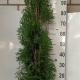 Thuja occ 'Thin Man' ES19 C3