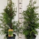 Thuja occ. 'Brabant' ES19  C3