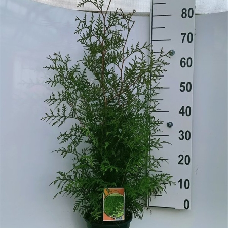 Thuja occ. 'Brabant' ES19  C3