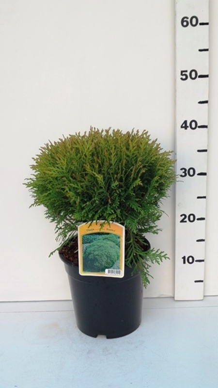 Thuja occ. 'Danica' ES19  C3