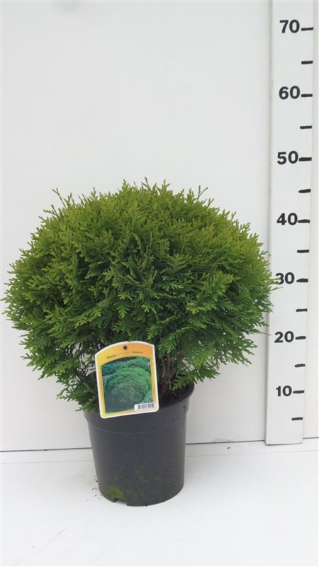 Thuja occ. 'Danica' ES19  C3