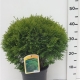 Thuja occ. 'Danica' ES19  C3