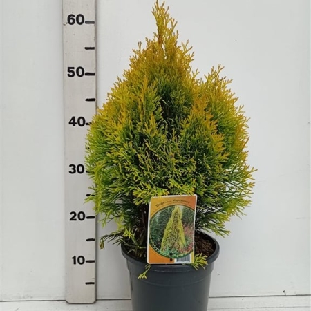 Thuja occ. 'Filips Magic Moment' ES19  C3