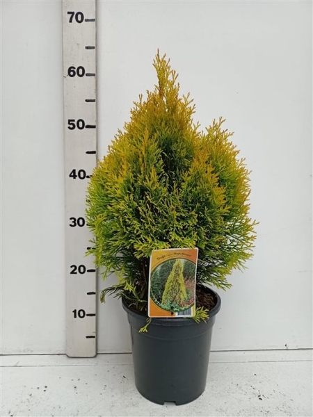 Thuja occ. 'Filips Magic Moment' ES19  C3