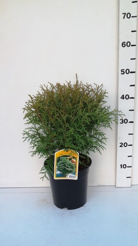 Thuja occ. 'Globosa' ES19  C3