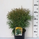Thuja occ. 'Globosa' ES19  C3