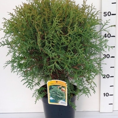 Thuja occ. 'Globosa' ES19  C3