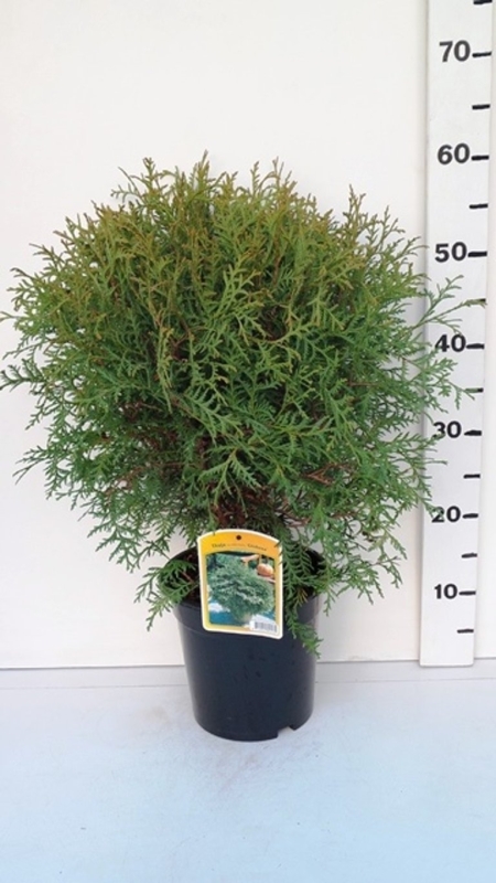 Thuja occ. 'Globosa' ES19  C3