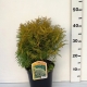 Thuja occ. 'Golden Globe' ES19  C3