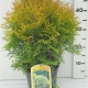 Thuja occ. 'Golden Globe' ES19  C3