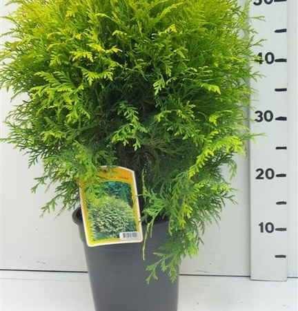 Thuja occ. 'Golden Globe' ES19  C3