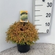 Thuja occ. 'Golden Tuffet' ES19  C3