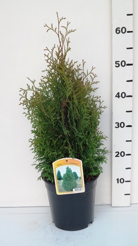 Thuja occ. 'Holmstrup' ES19  C3