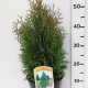 Thuja occ. 'Holmstrup' ES19  C3