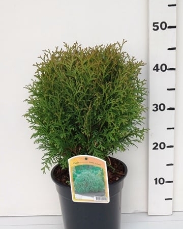 Thuja occ. 'Little Giant' ES19  C3