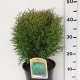 Thuja occ. 'Little Giant' ES19  C3