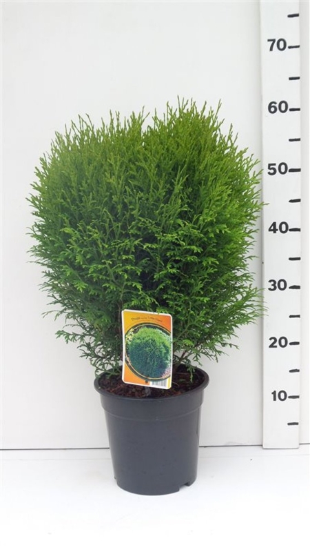 Thuja occ. 'Little Giant' ES19  C3