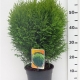 Thuja occ. 'Little Giant' ES19  C3