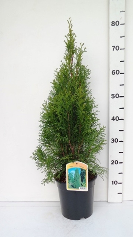 Thuja occ. 'Smaragd' ES19  C3