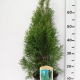 Thuja occ. 'Smaragd' ES19  C3