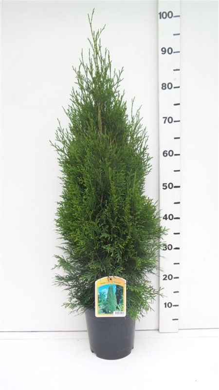 Thuja occ. 'Smaragd' ES19  C3