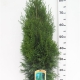 Thuja occ. 'Smaragd' ES19  C3