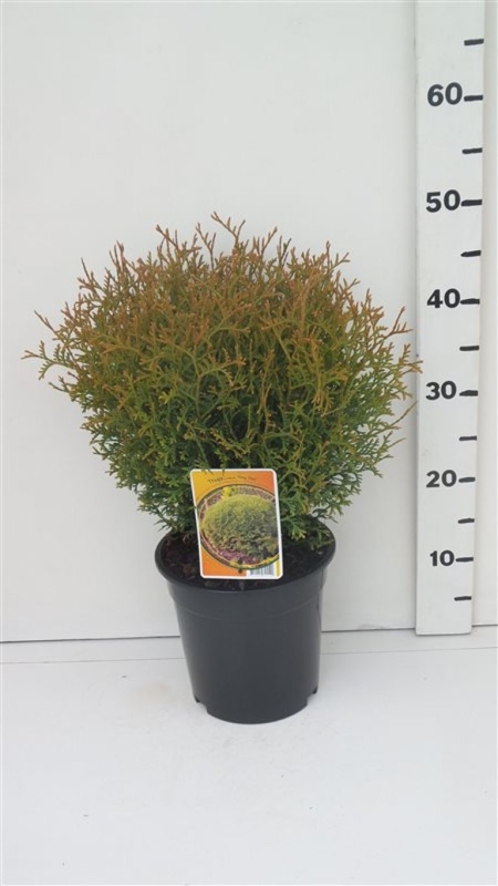 Thuja occ. 'Tiny Tim' ES19  C3