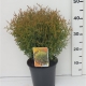 Thuja occ. 'Tiny Tim' ES19  C3