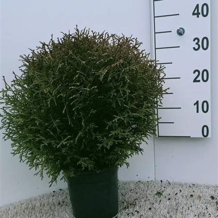 Thuja occ. 'Tiny Tim' ES19  C3