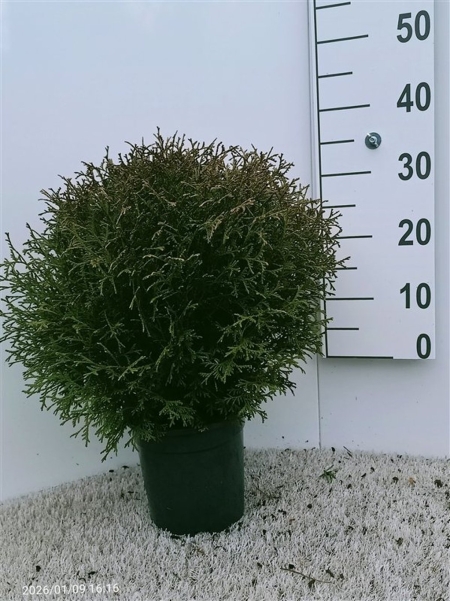 Thuja occ. 'Tiny Tim' ES19  C3